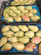 Rappel produit POIRE SANTA MARIA TURQUIE PLATEAU DE 5KG CAT 1 (photo numéro 1)