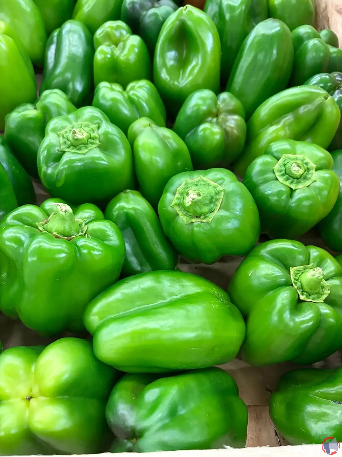 Rappel de poivrons verts : ce qu’il faut faire si vous en avez acheté