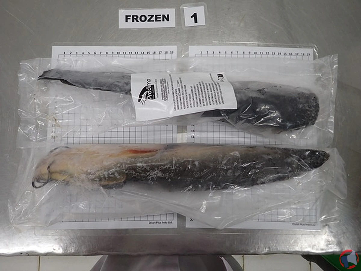 Rappel de produit : poisson chat congelé de la marque Prodimar
