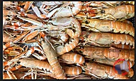 Rappel produit Produits vendus au rayon traditionnel LANGOUSTINES CUITES