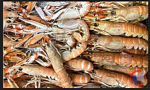 Rappel produit LANGOUSTINES CUITES Produits vendus au rayon traditionnel