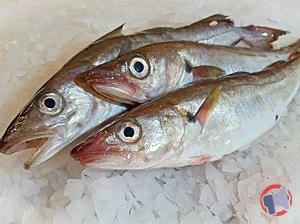 Rappel produit MERLAN ENTIER VIDE RAYON POISSON TRADITIONNEL