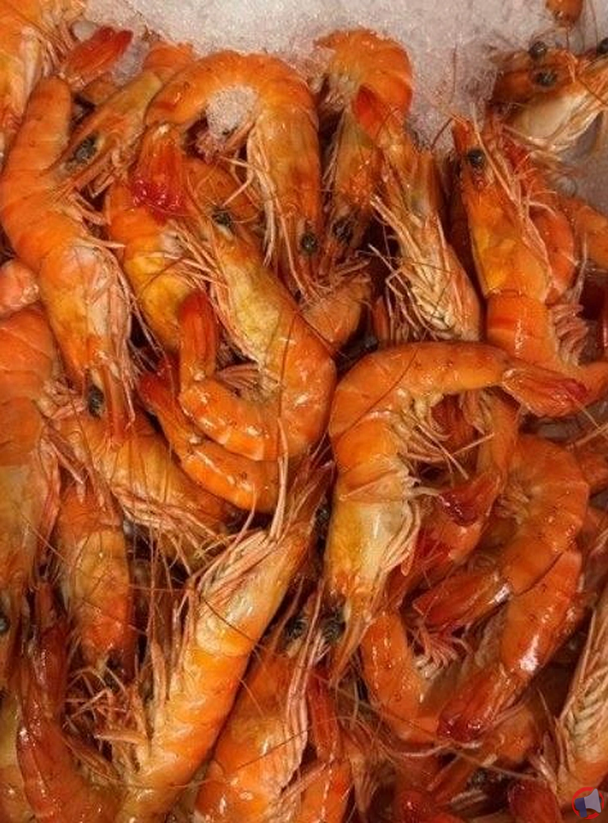 Rappel de crevettes entières cuites réfrigérées : quels risques et que faire ?