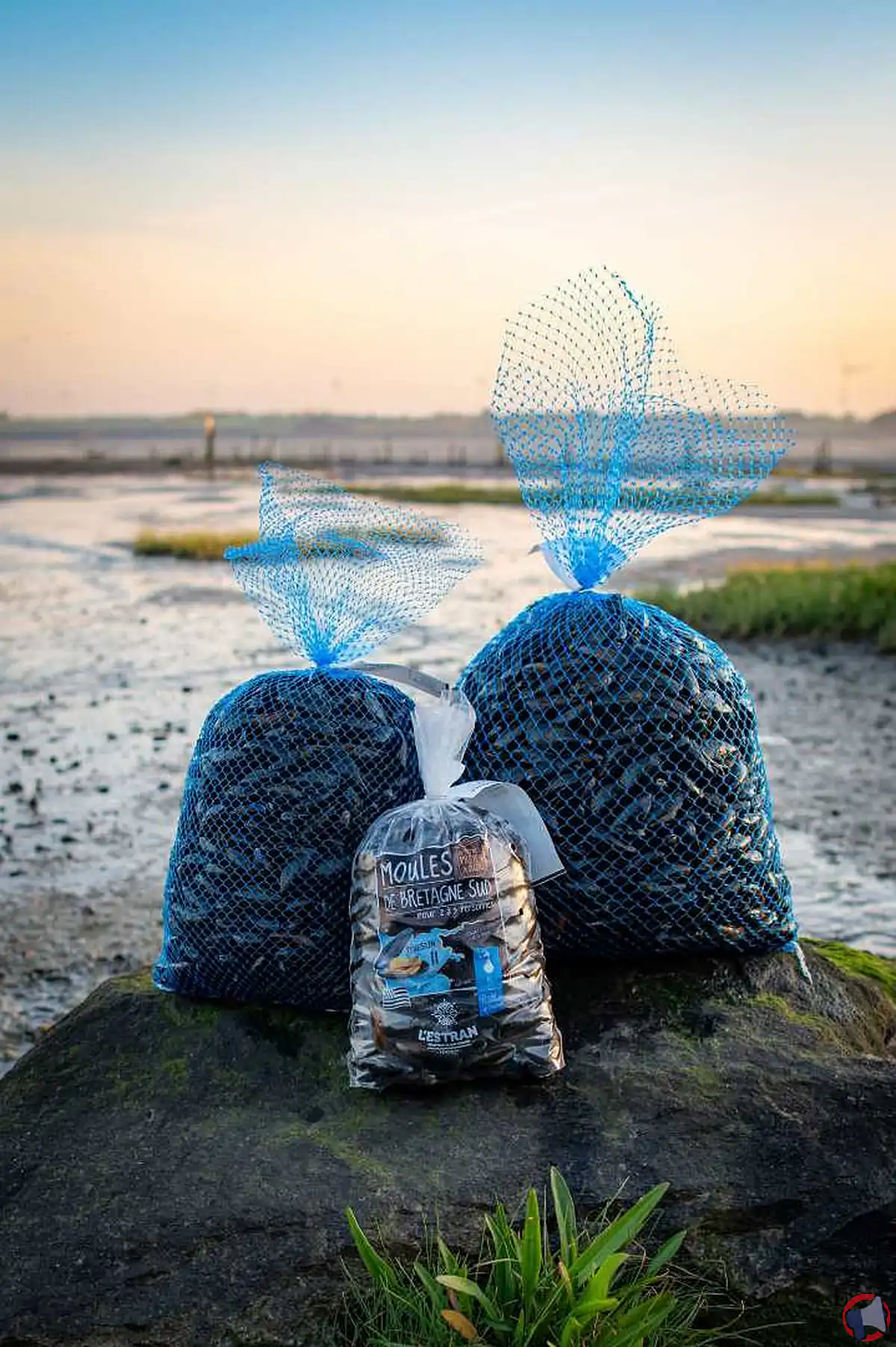 Rappel de moules en vrac sans marque : risques, conseils et conduite à tenir