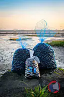 Rappel produit MOULES DE FILIERE DE L'ILE D'HOUAT sans marque (vrac étale poissonnerie) et L'ESTRAN à Pénestin (uvc sachet 1,5 Kg) (photo numéro 1)