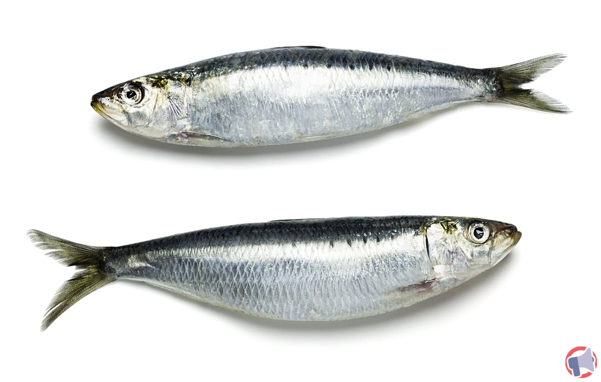 Rappel sardine-22113 : alerte sécurité alimentaire pour les consommateurs