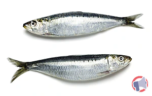 Rappel produit SARDINE