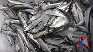 Rappel produit SARDINE MEDITERRANEE
