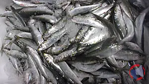 Rappel produit SARDINE MEDITERRANEE