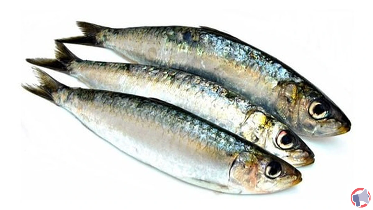 Rappel : sardines contaminées – risques pour la santé des consommateurs