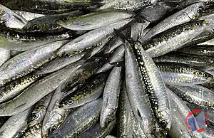 Rappel produit Sardines entières de Bretagne MAP