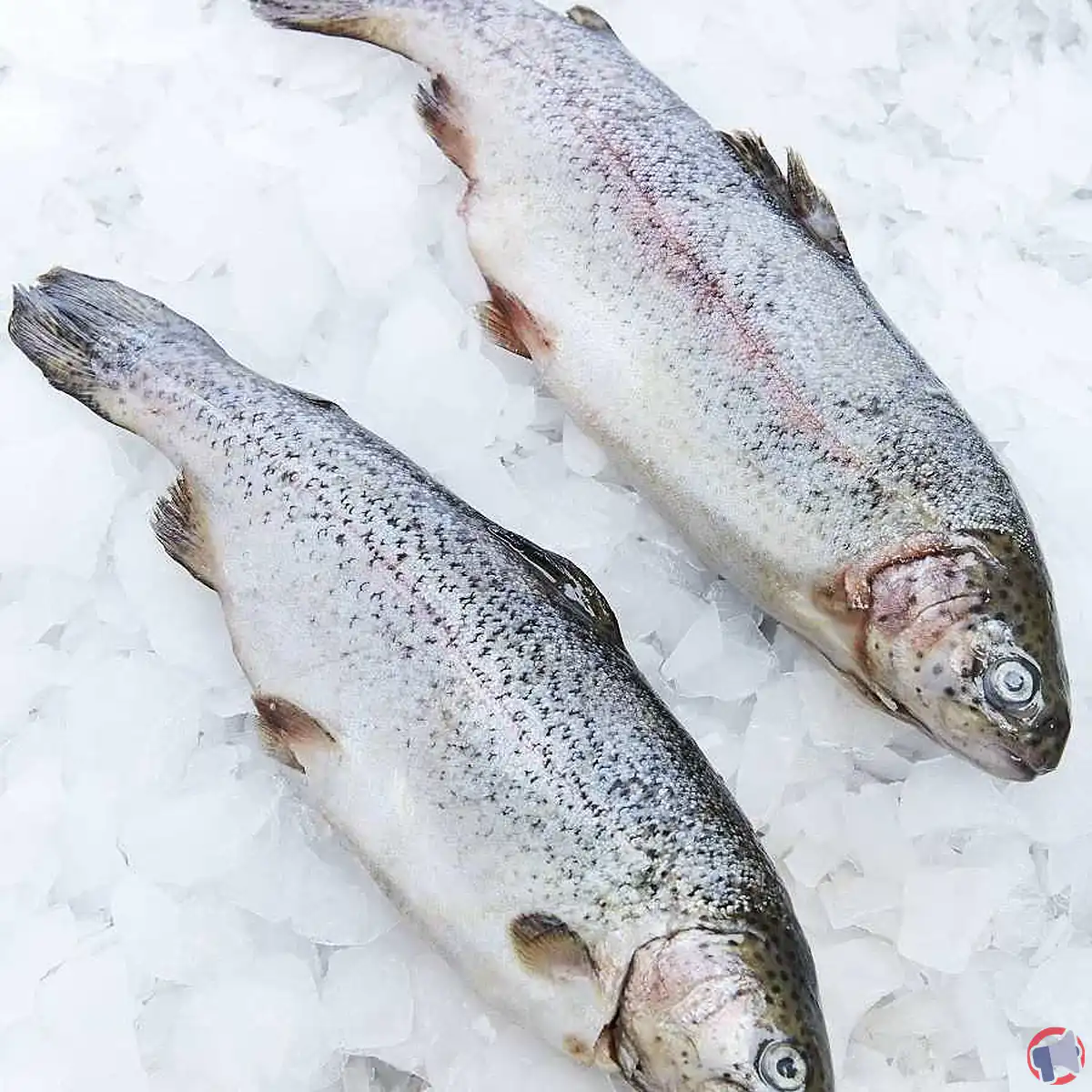 Rappel de produit : truite vidée Scapmarée contaminée par la listéria
