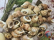 Rappel produit Bulots cuits, bigorneaux cuits, nasses cuites, murex cuits, et pouces pieds cuits THAERON