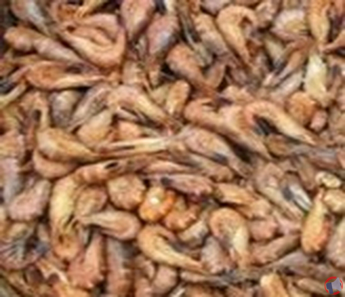 Rappel de crevettes grises cuites non décortiquées : que faire si vous en avez acheté ?