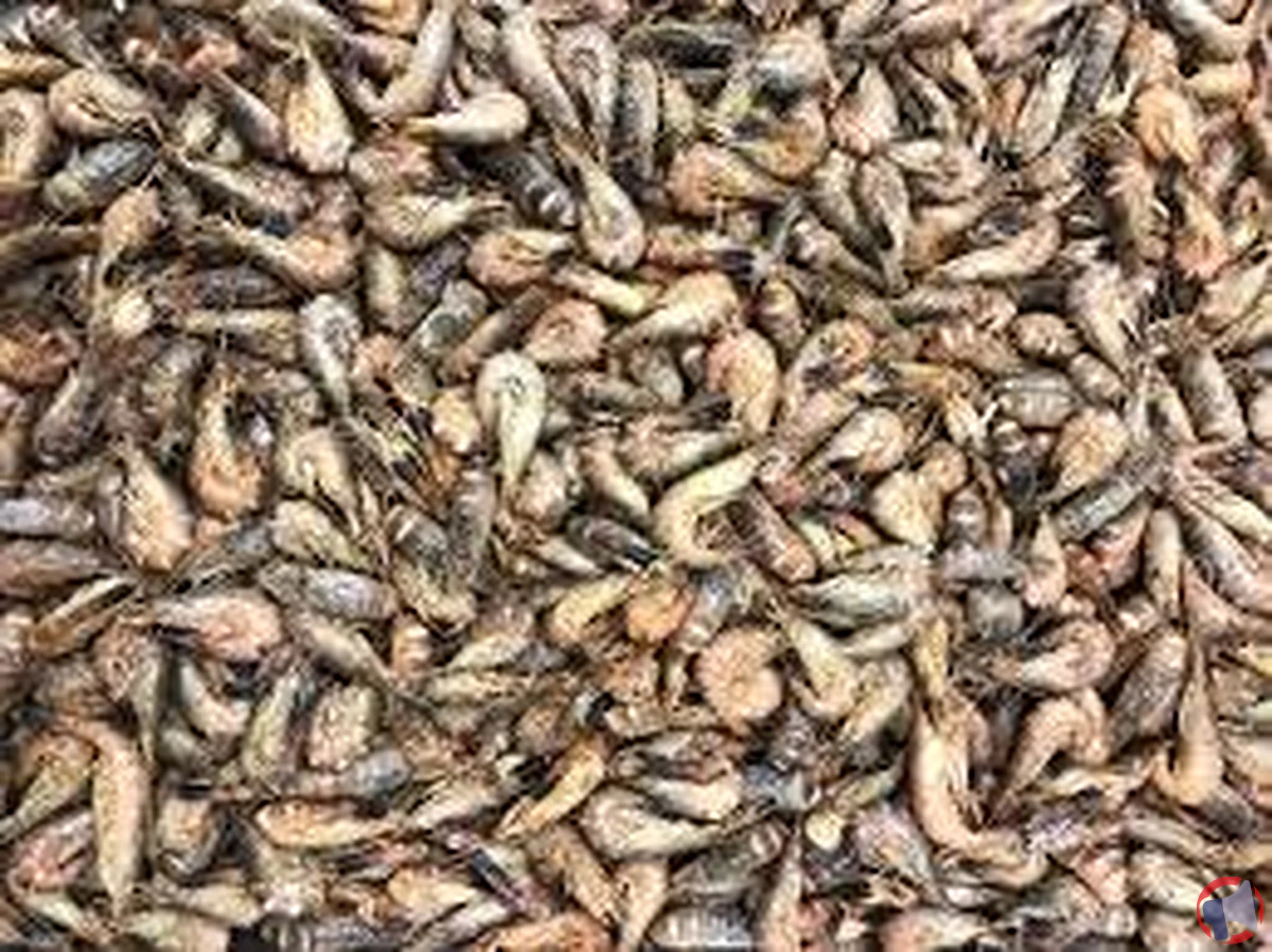 Van Belzen : crevettes grises cuites non décor – rappel produit
