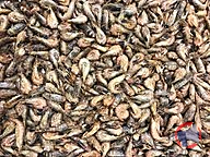 Rappel produit VAN BELZEN CREVETTES GRISES CUITE NON DECORTIQUEES