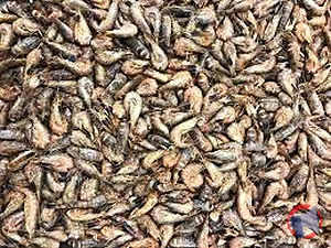 Rappel produit CREVETTES GRISES CUITE NON DECORTIQUEES VAN BELZEN