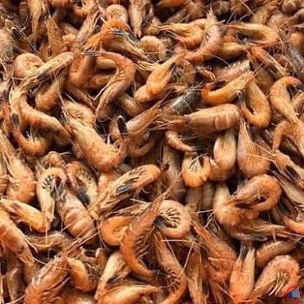 Rappel des crevettes grises grosses cuites Van Belzen : analyse et recommandations