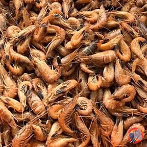 Rappel produit CREVETTES GRISES GROSSES CUITES NON DECORTIQUEES VAN BELZEN