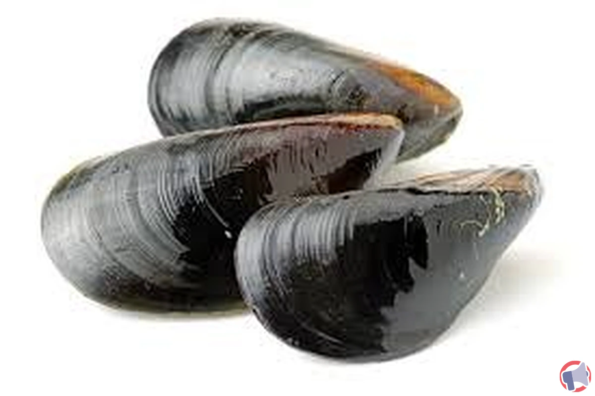 Rappel de moules de bouchot vendues chez E.Leclerc : présence d'escherichia coli