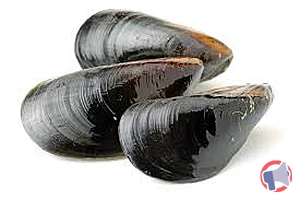 Rappel produit Moule de bouchot vendue au rayon poissonnerie traditionnelle