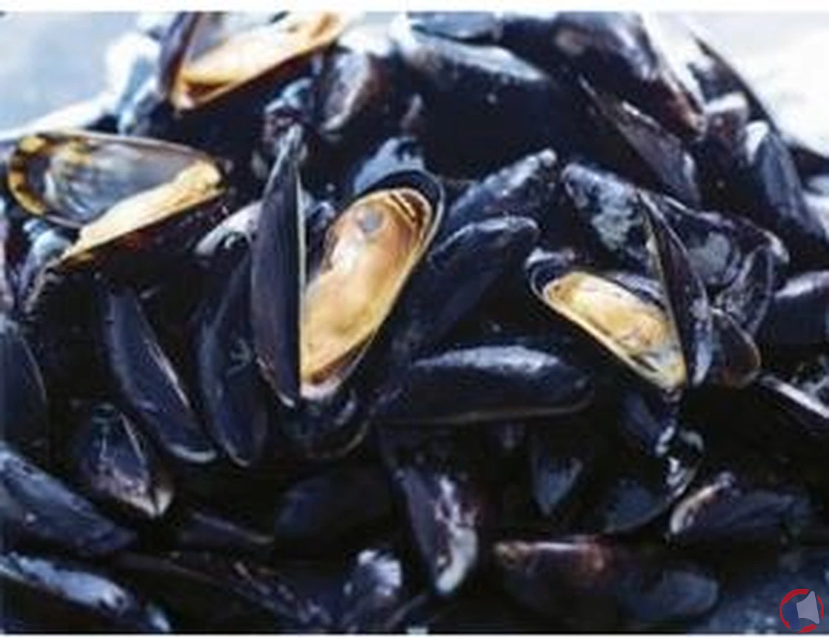 Rappel de moules de corde Espagne chez Auchan Supermarché Sénas pour risque d'E.Coli