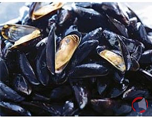 Rappel produit Moules de corde Espagne Vente assistée