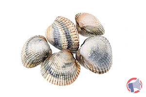 Rappel produit Coques moyennes Vente au détail