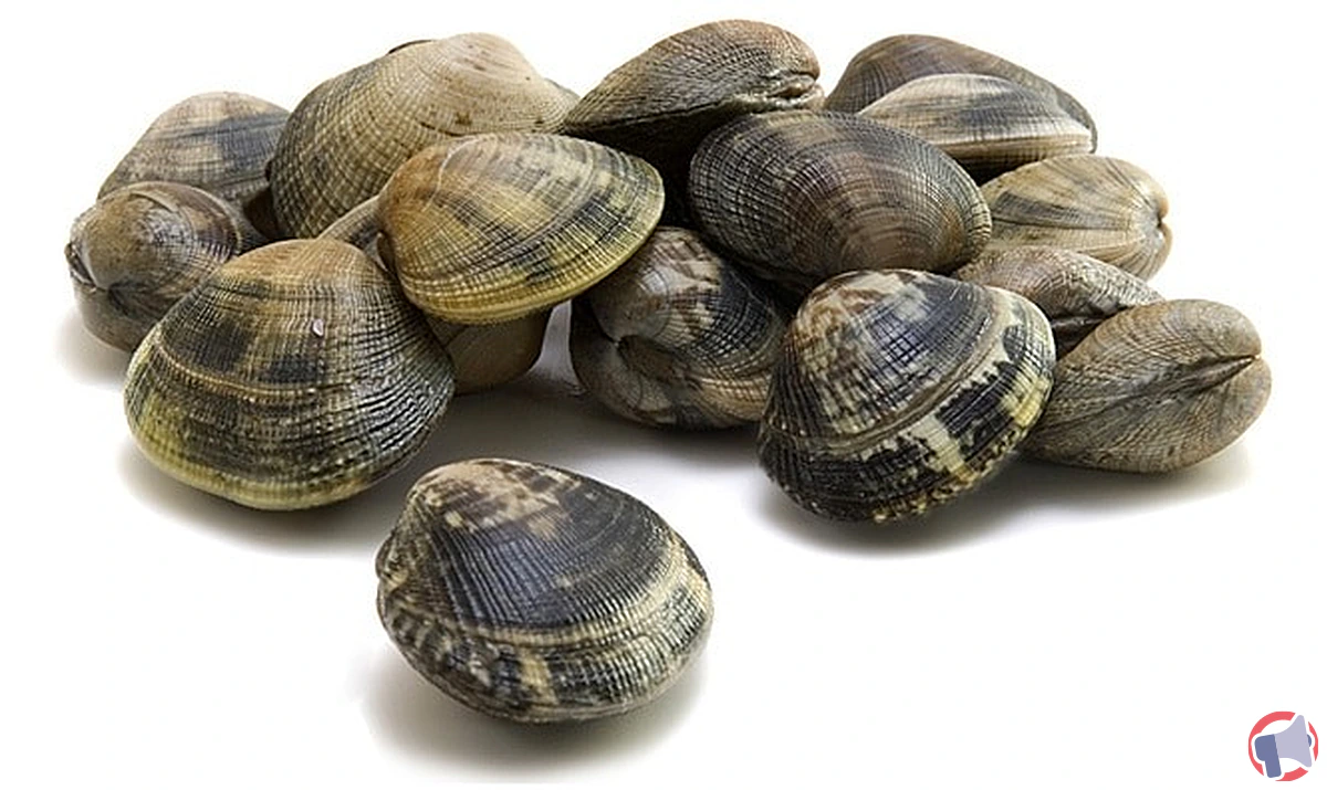 Rappel de palourdes de pêche Vives Eaux pour risque de contamination par toxines amnésiantes