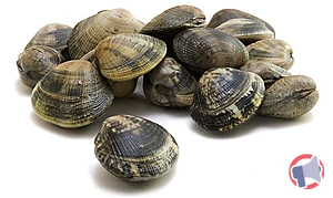 Rappel produit Palourdes de pêche ANE FAO27.8 Baie de Bourgneuf Vives Eaux