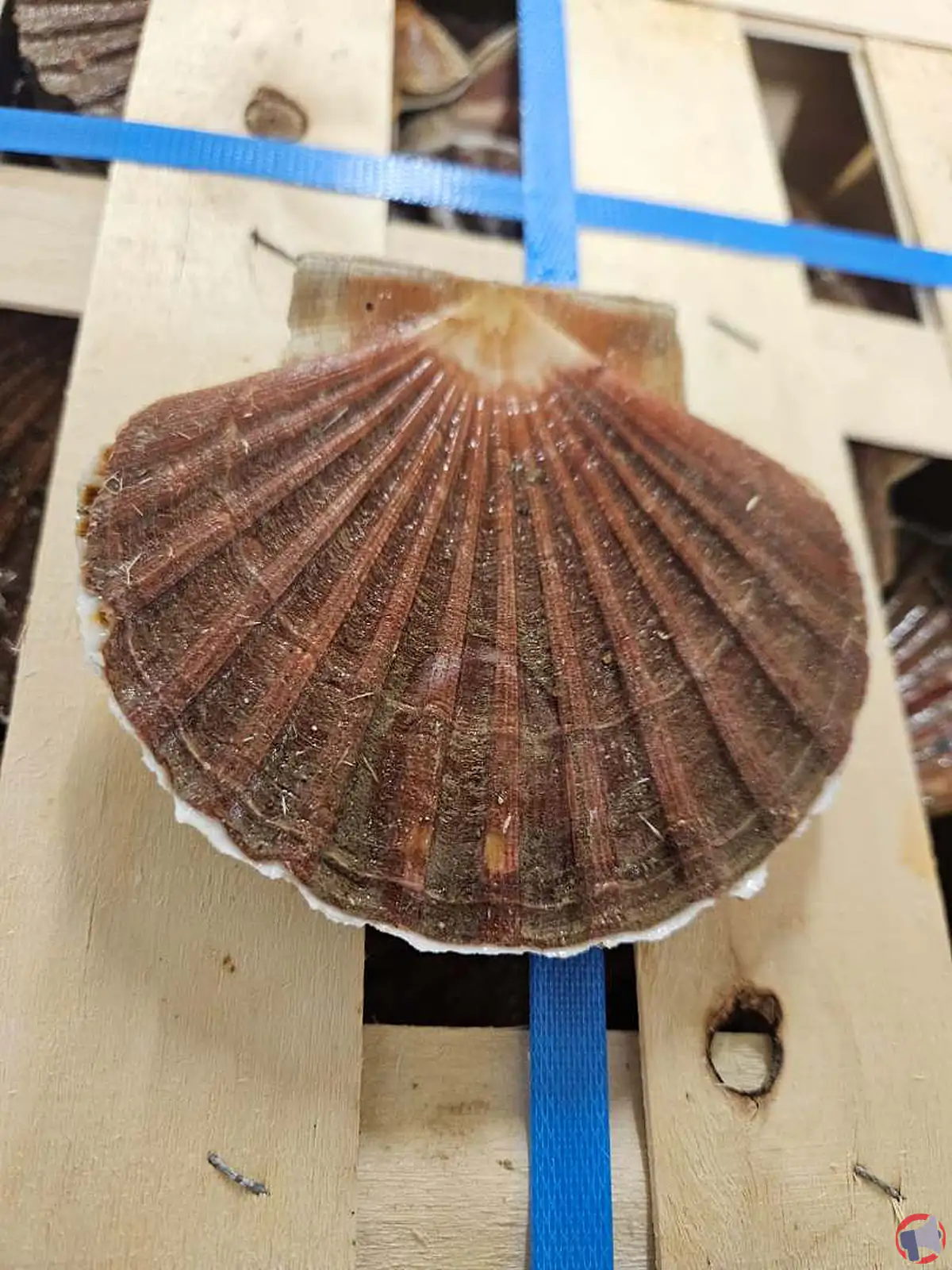 Rappel des viviers d'audierne coquilles saint-jacques : mise en garde pour les consommateurs