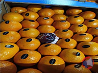 Rappel produit Orange Maltaise cat.1 Tunisie Zinette (photo numéro 1)